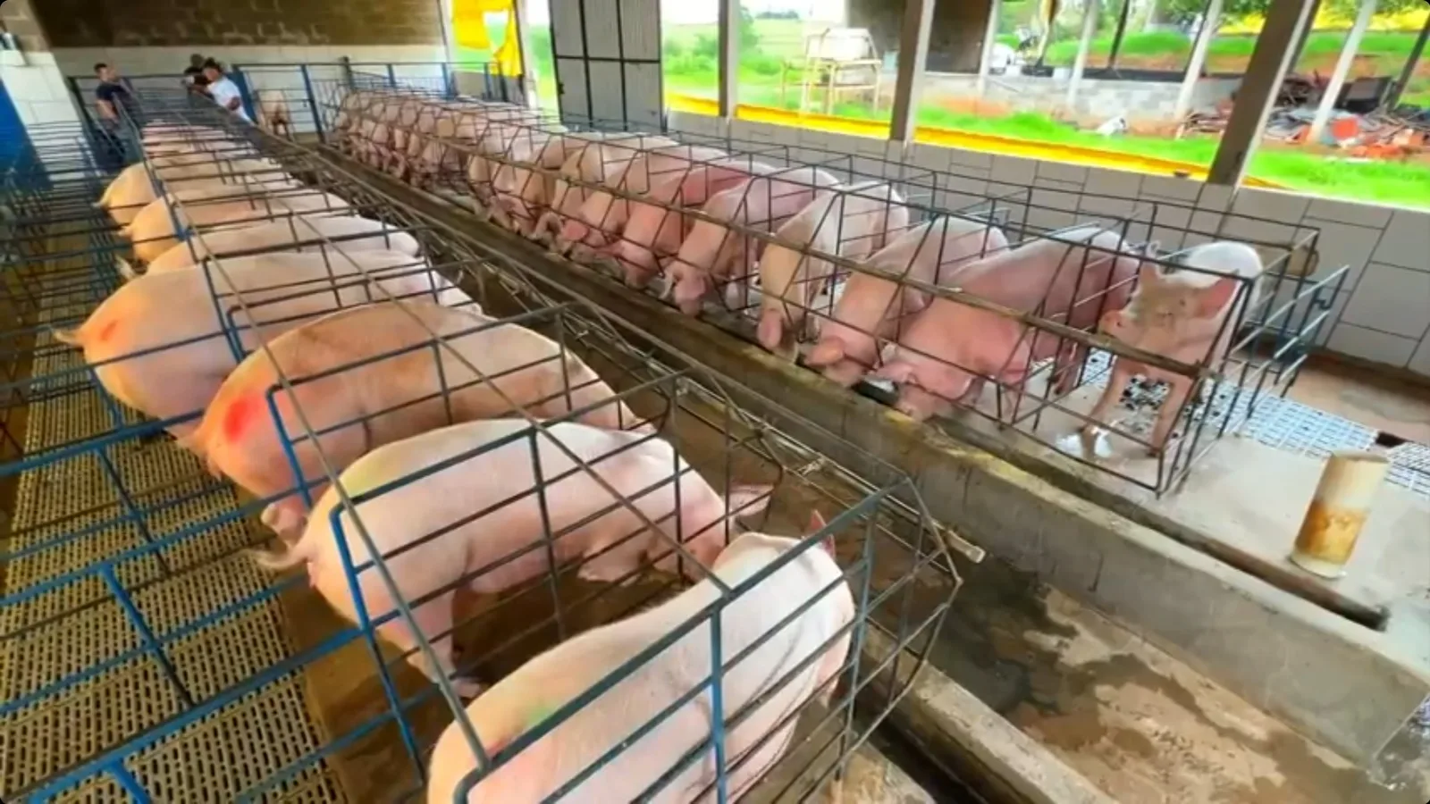 Demanda por leitões cresce impulsionada pelas festas de f...